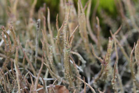 Image of cup lichen