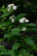 Image of redring milkweed