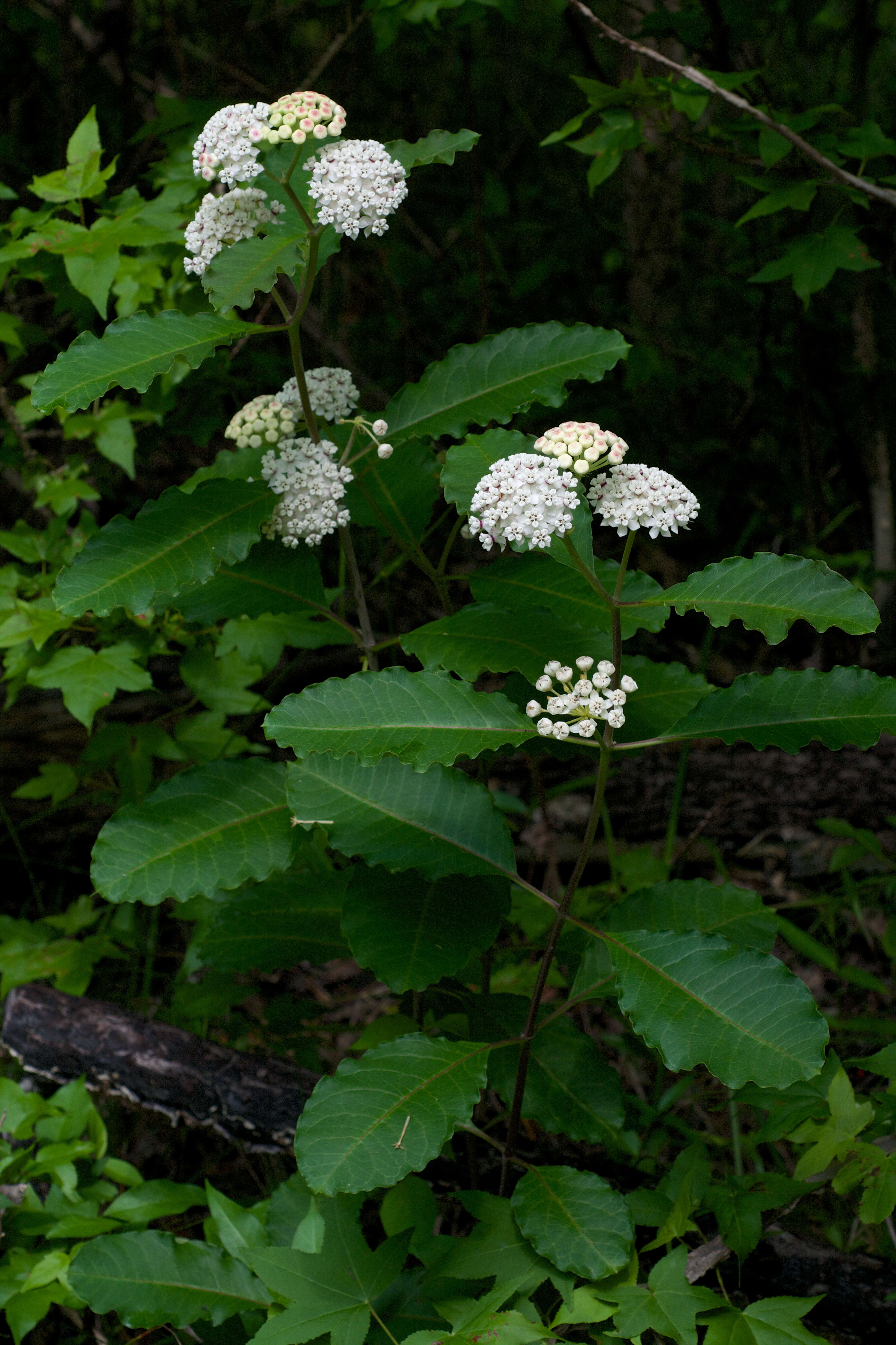 Image of redring milkweed