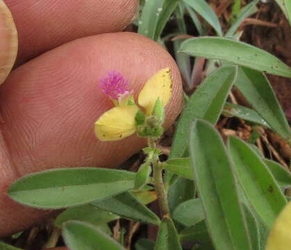 Image of Polygala persicariifolia DC.