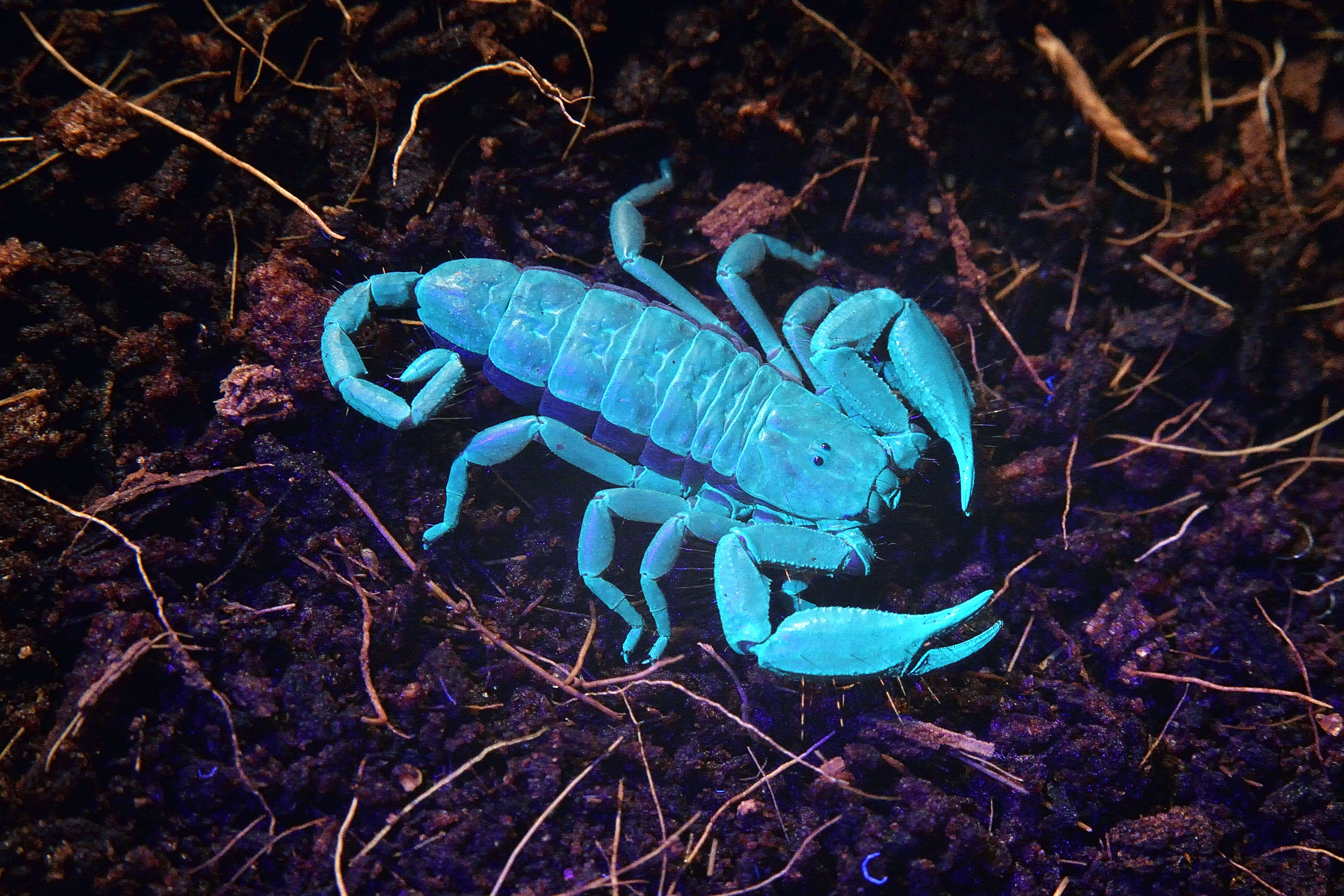 Image of Flat rock scorpion