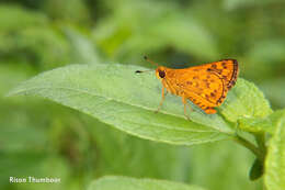 Image of Bush Hopper