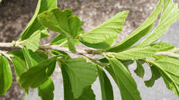 Imagem de Hamamelis vernalis Sarg.