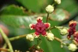 Image of Lophopetalum wightianum Arn.