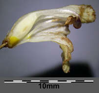 Imagem de Orobanche reticulata Wallr.