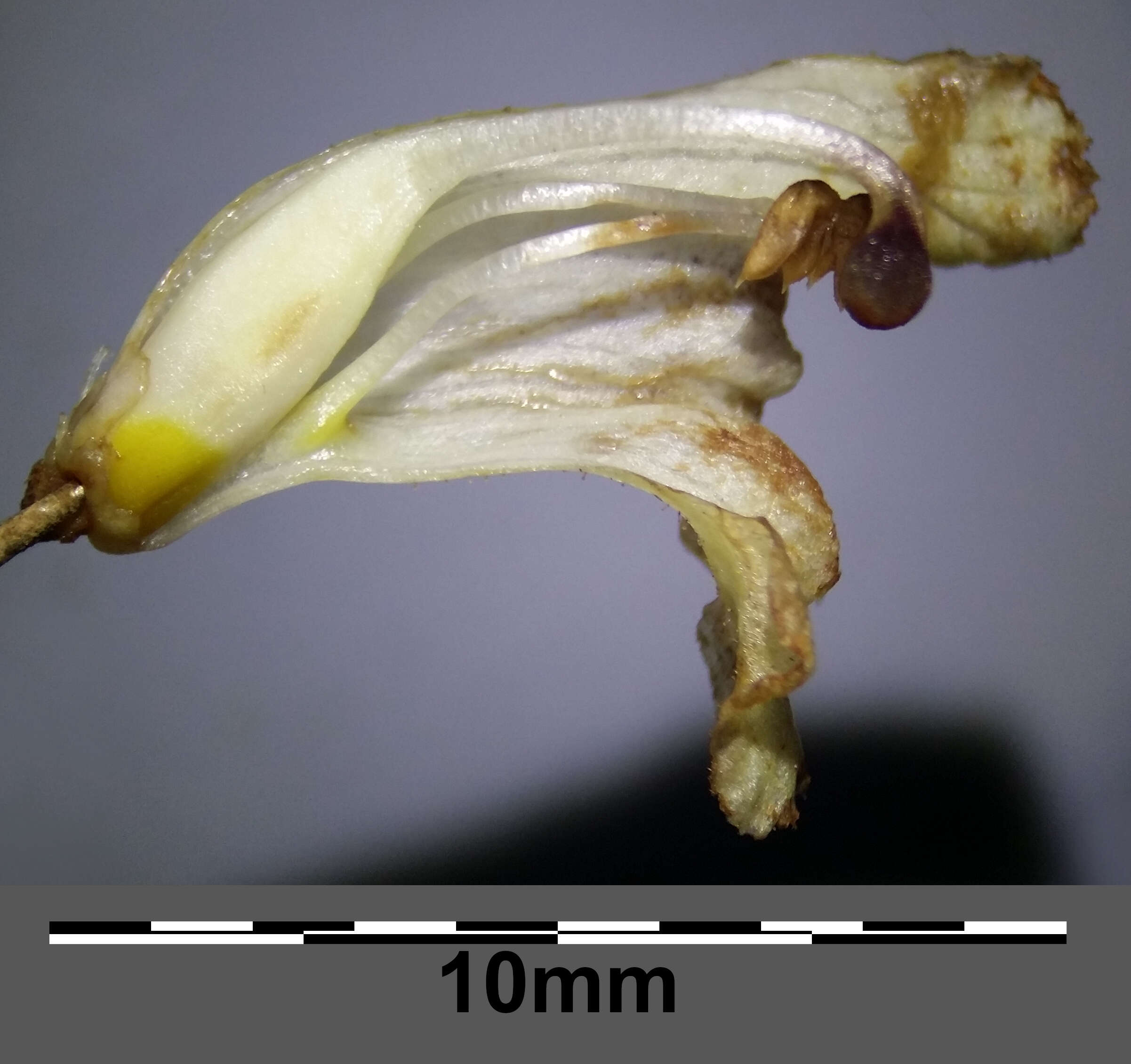 Imagem de Orobanche reticulata Wallr.