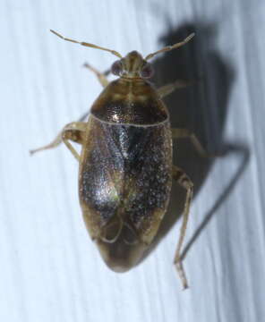 Image of Agnocoris pulverulentus (Uhler 1892)