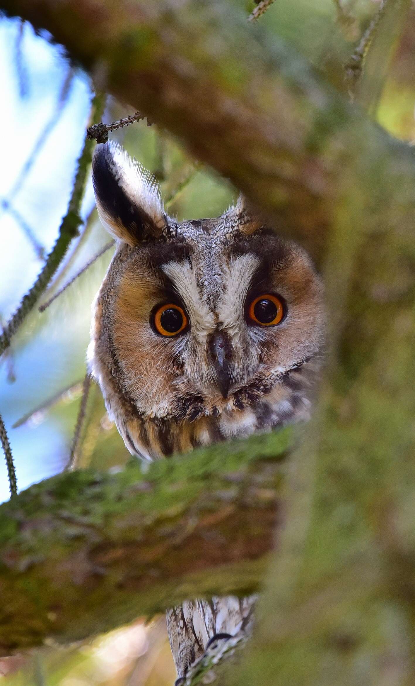 Image of Long-eared Owl