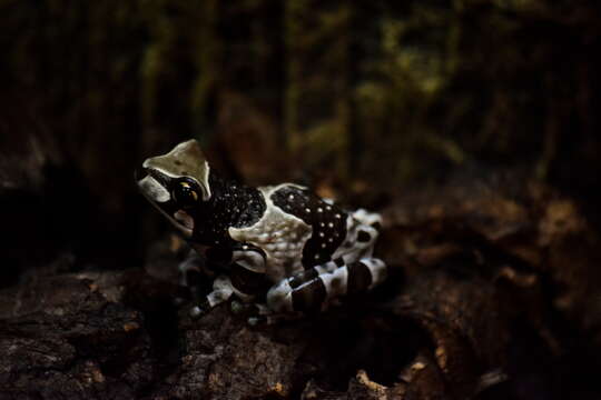 Image of Amazon Milk Frog