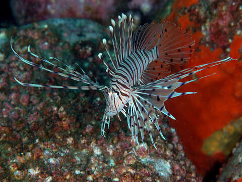 Image of Dragon's Beard Fish