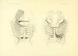 Слика од Rhinoptera