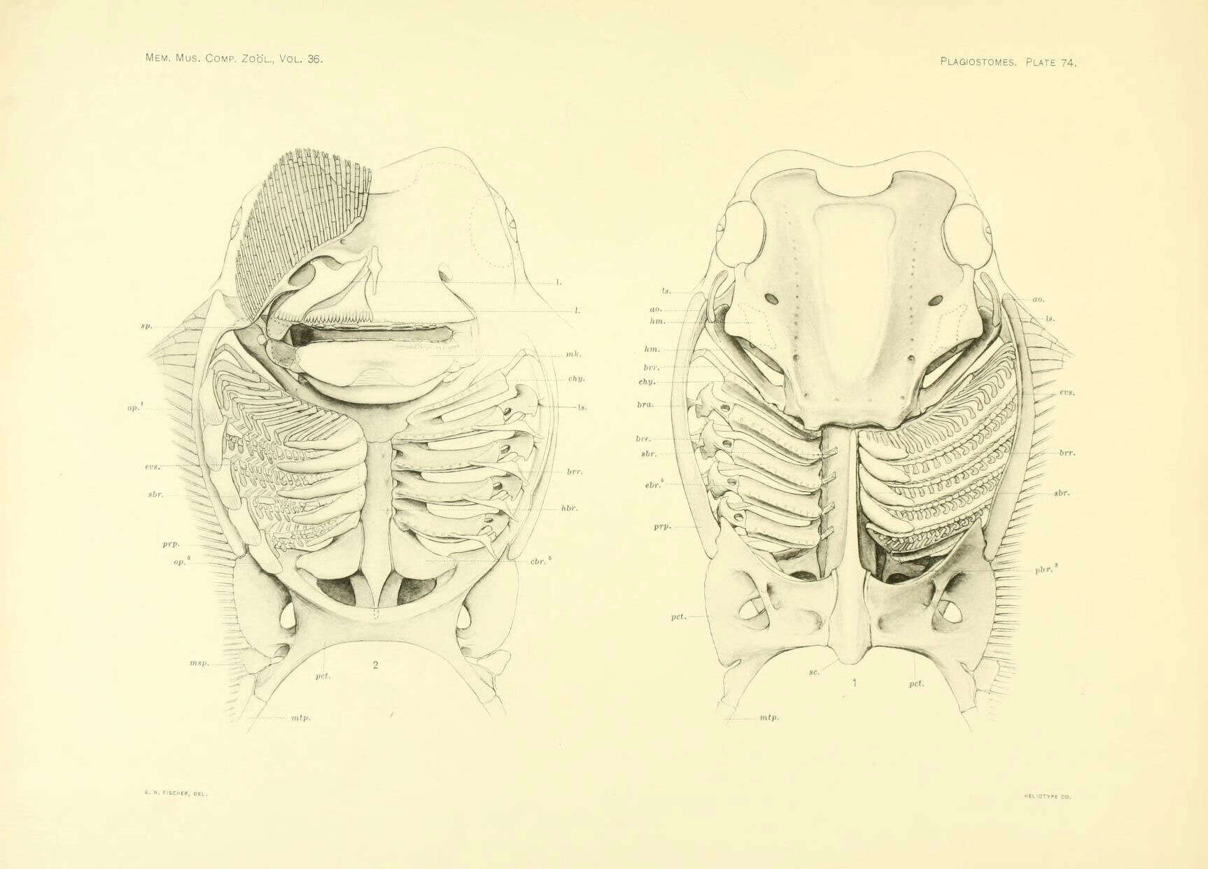 Слика од Rhinoptera