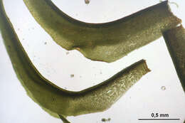 Image of dichodontium moss