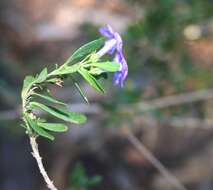 Image of Mauve freylinia