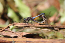 Image of blue marsh hawk