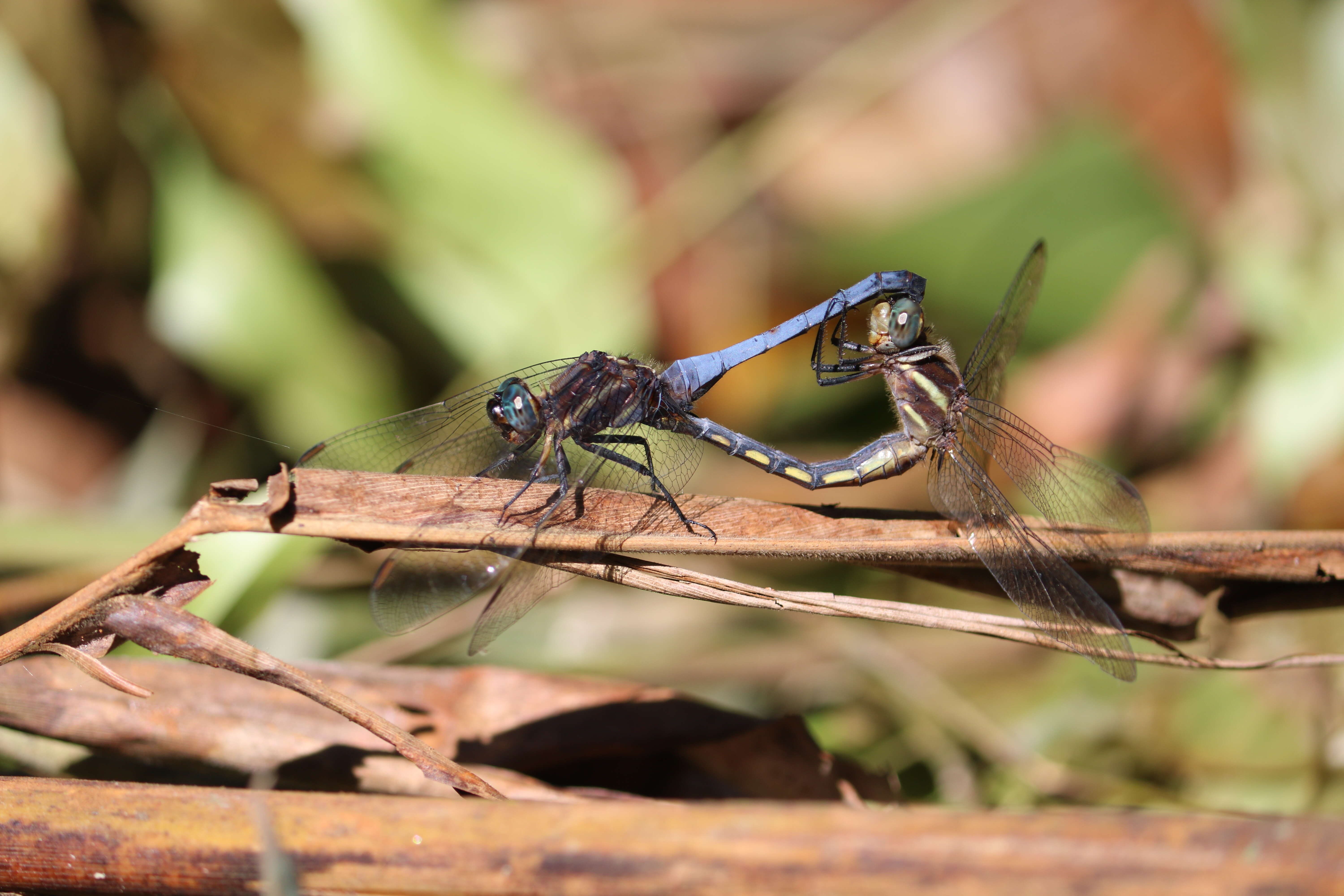 Image of blue marsh hawk