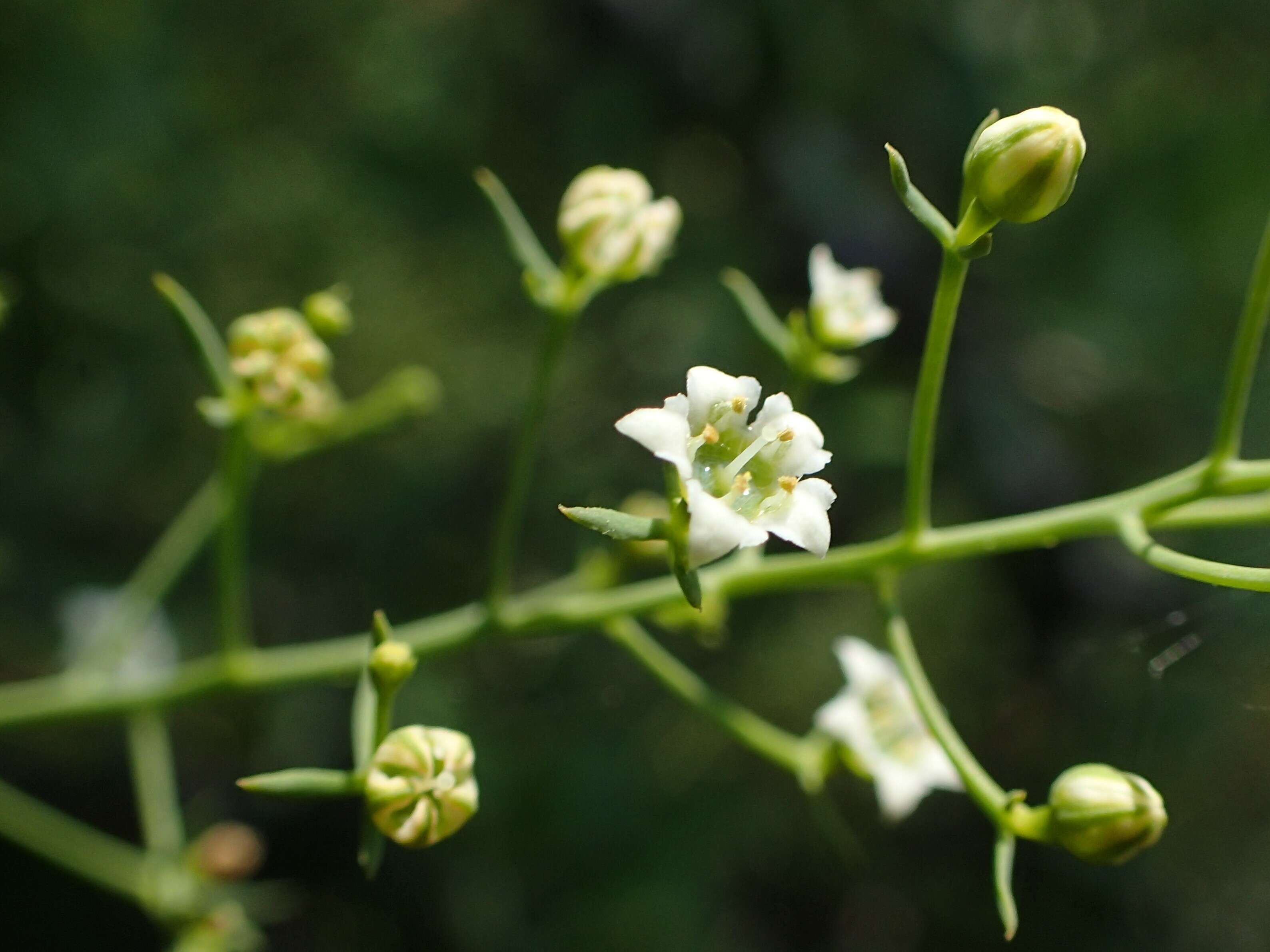 Image of flaxleaf