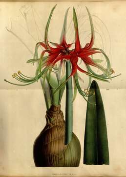 Image of Hippeastrum cybister (Herb.) Benth. ex Baker