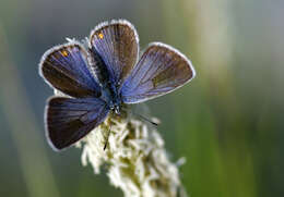 Sivun Cyaniris bellis kuva