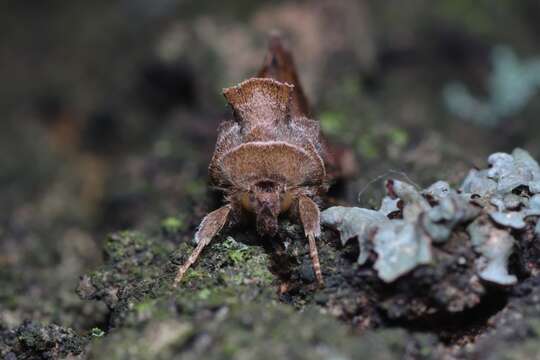 Слика од Macdunnoughia confusa Stephens 1850