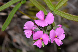 Image of Handsome Wedge Pea