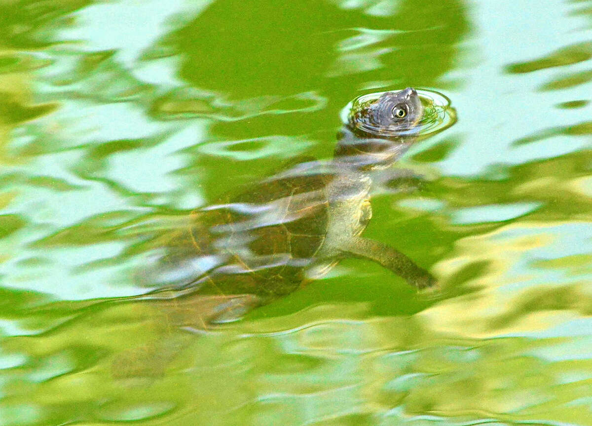 Image of West African mud turtle