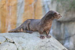 Image of Spotted-necked otter