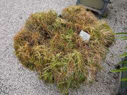 Image of Mondo Grass