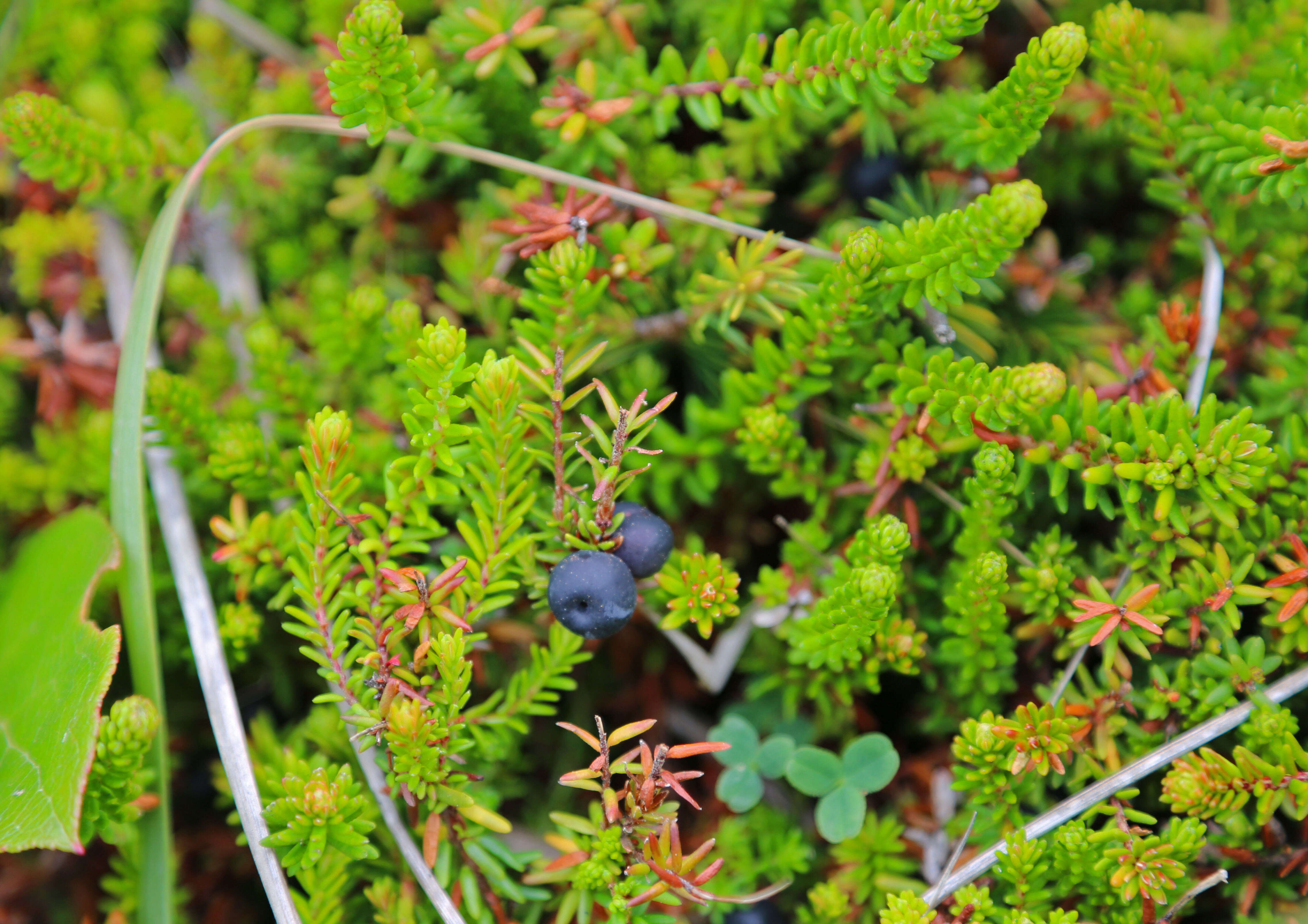 Image of black crowberry