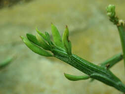 Image of Kleinia madagascariensis (Humbert) P. Halliday