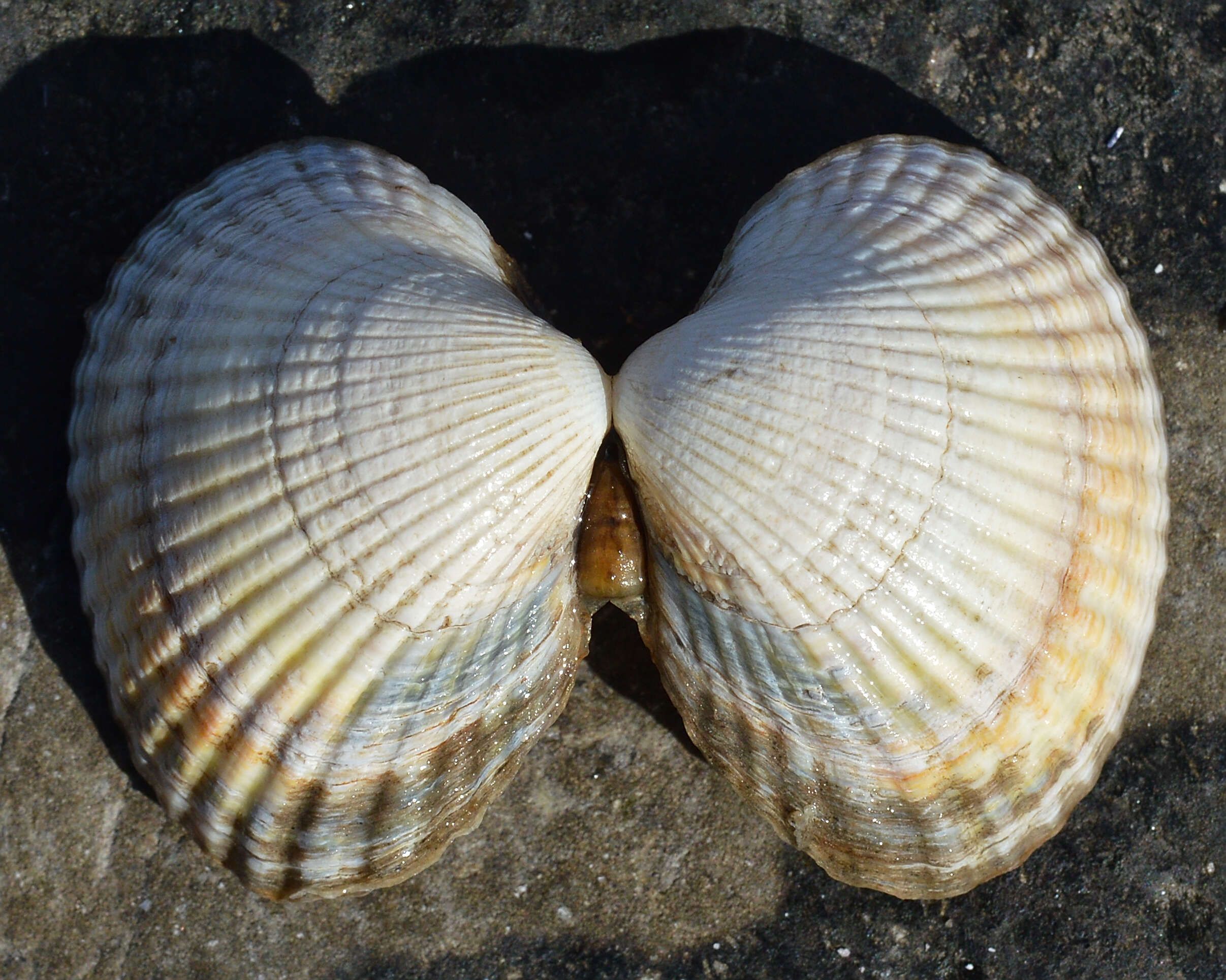 Image of Common cockle
