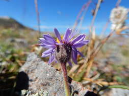 Image of buff fleabane