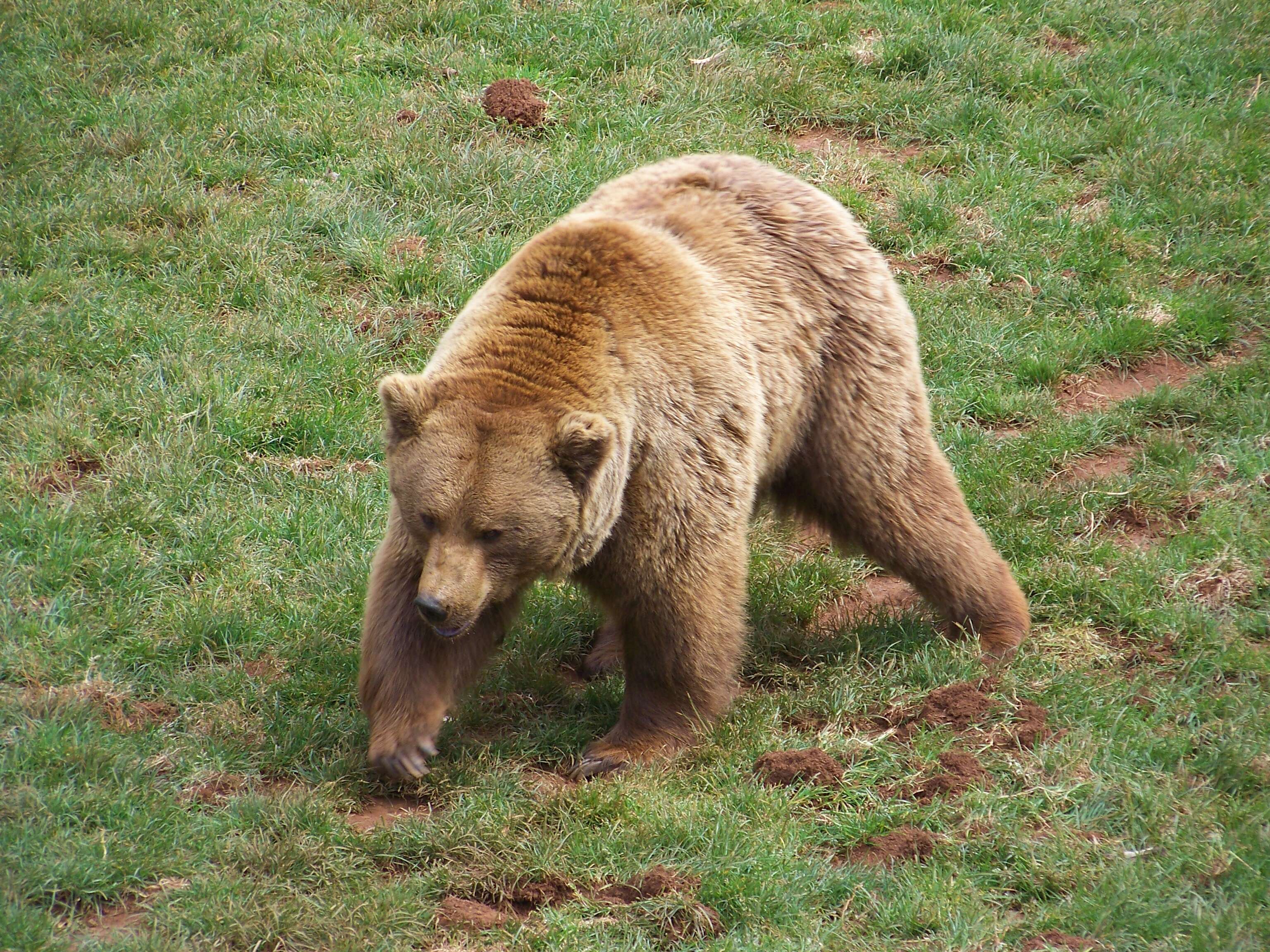 Image of Ursus arctos pyrenaicus