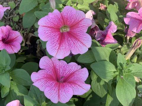 Image of petunia