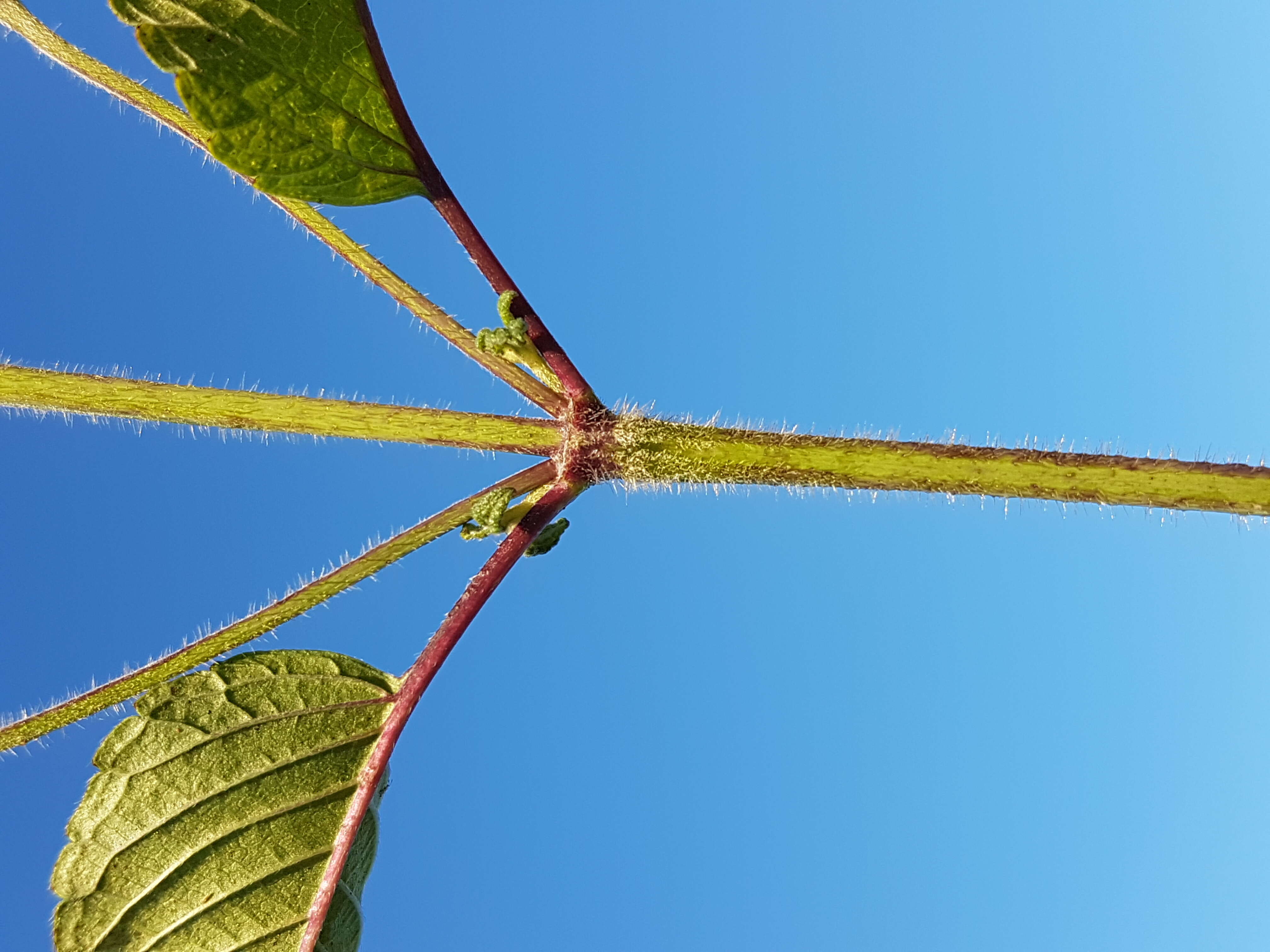 Image of Downy Hemp Nettle