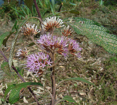 صورة Chionanthus pubescens Kunth