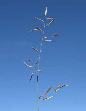 Image of Brown's lovegrass