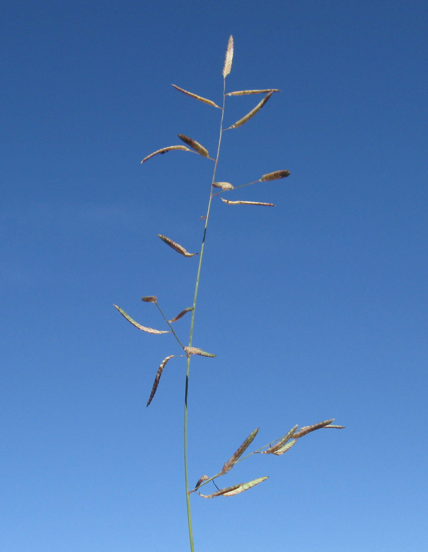 Image of Brown's lovegrass