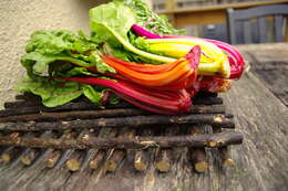 Image of Beta vulgaris subsp. vulgaris Cicla