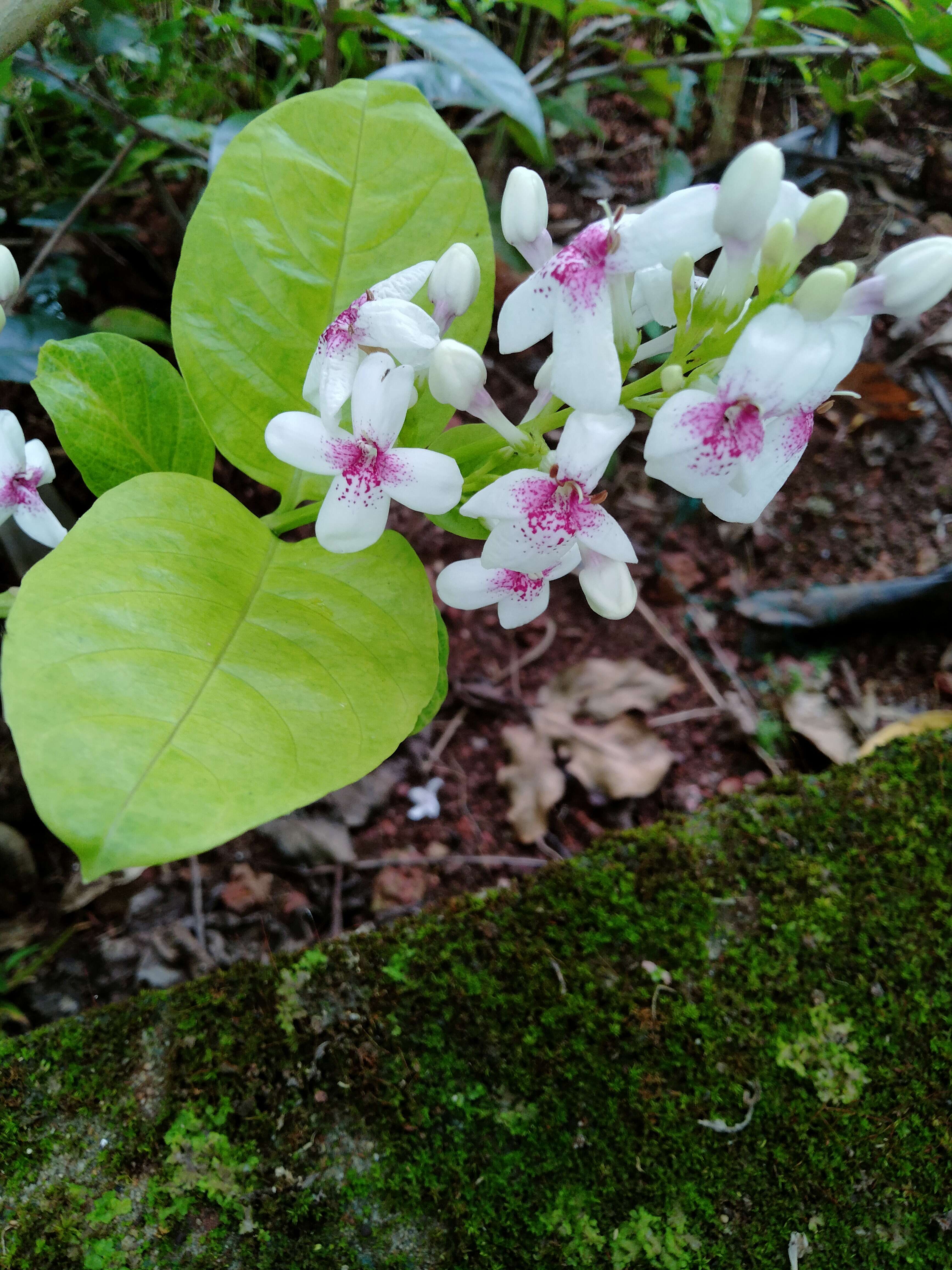 Image de Pseuderanthemum maculatum (Lodd.) I. M. Turner