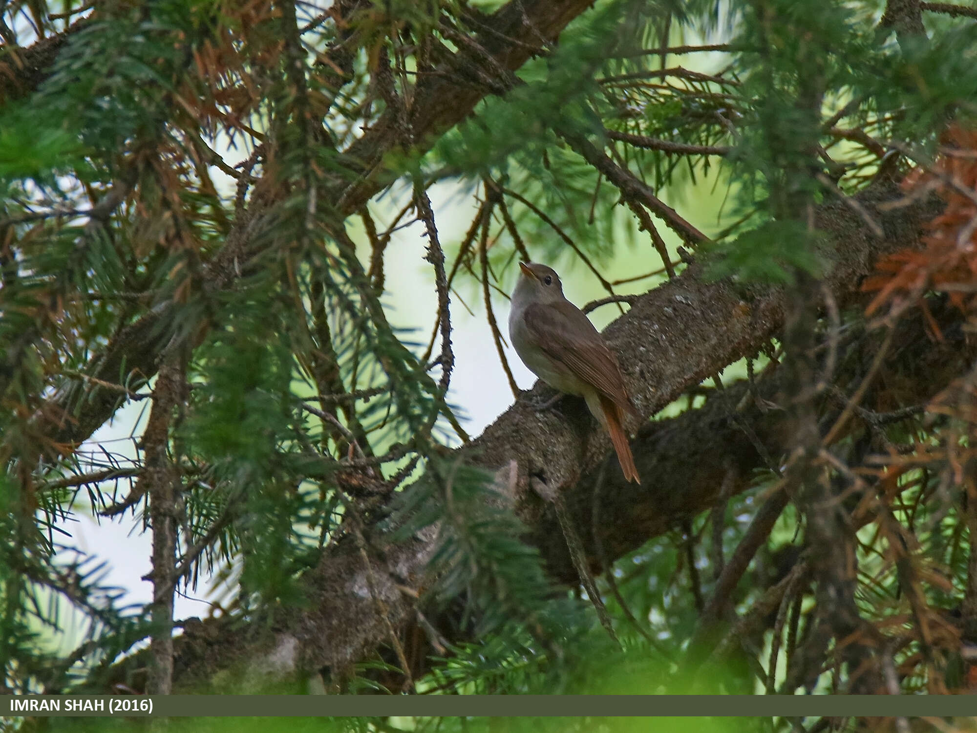 Image of Rusty-tailed Flycatcher