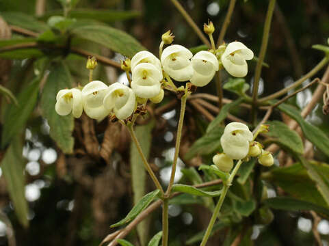 Image of Calceolaria martinezii Kränzl.