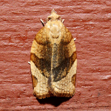 Image of barred fruit-tree tortrix