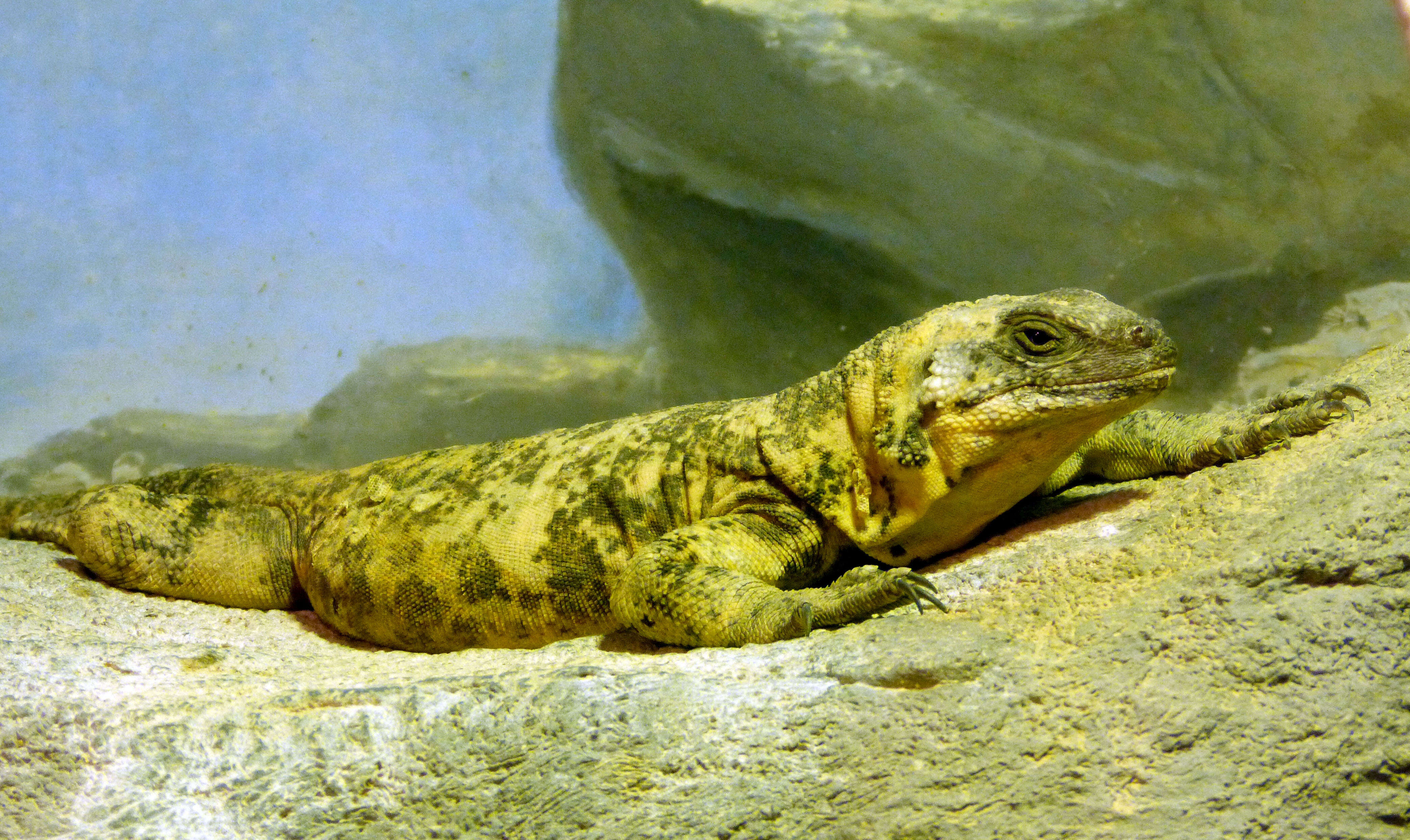 Image of San Esteban Island chuckwalla