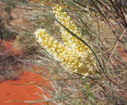 Image of Grevillea stenobotrya F. Müll.