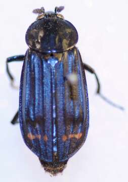 Image of Red-lined Carrion Beetle