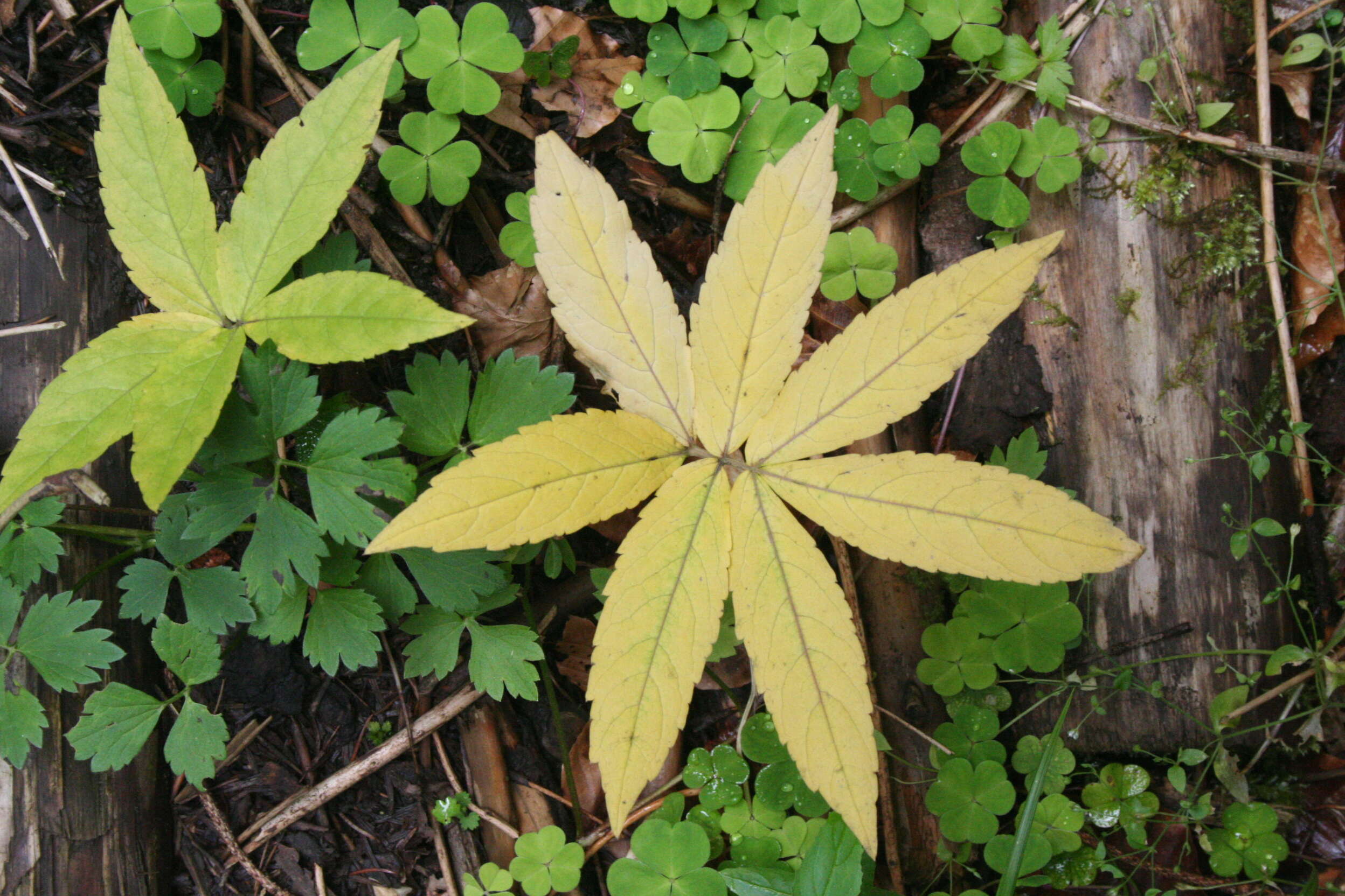 Image of Pinnate Coralroot