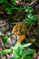 Image of Yellow Morel