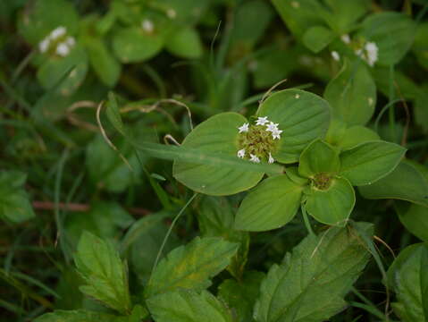 Image of rough Mexican clover