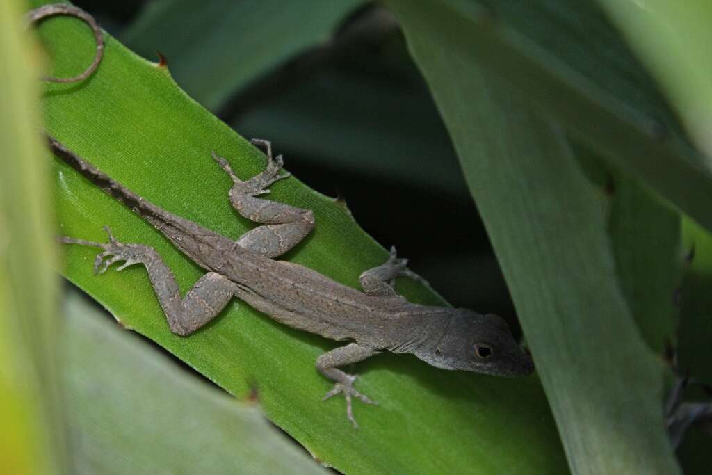 Image of Anolis jubar Schwartz 1968